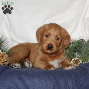 Comet, Labrador Mix Puppy